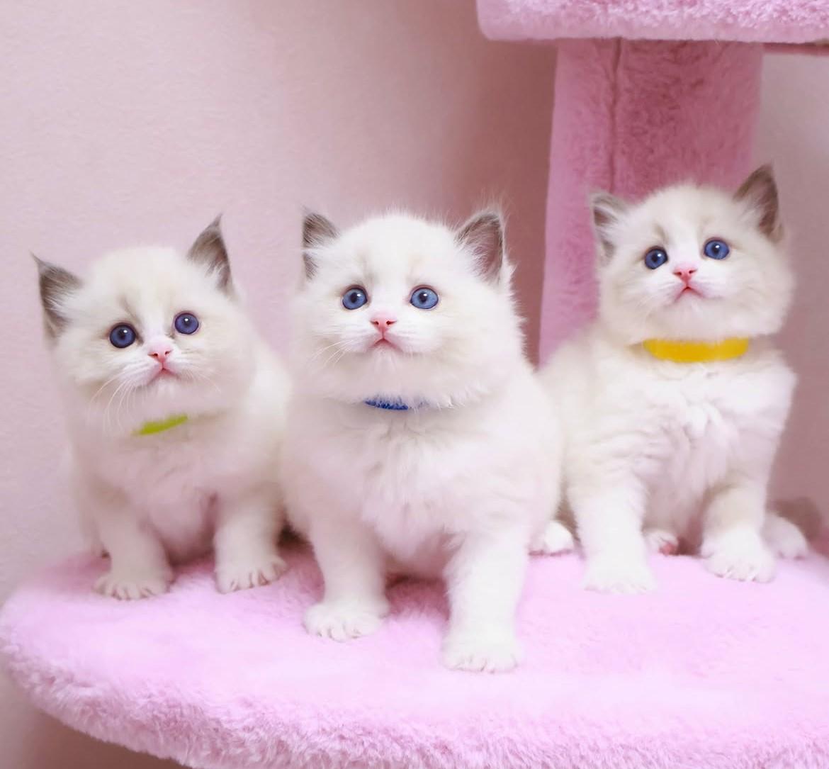 Ragdoll-pennut – uros ja naaras