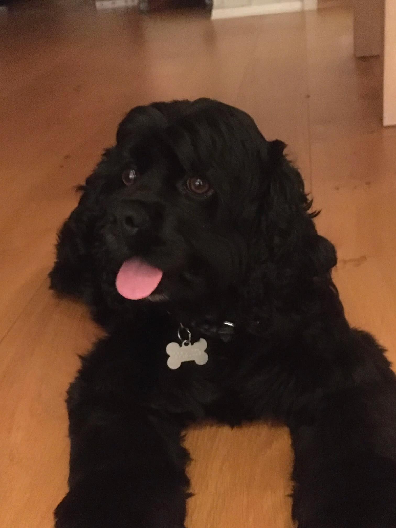 Cockapoo