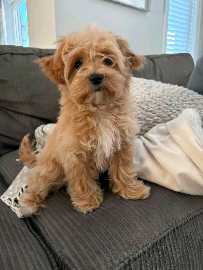 Maltipoo-pentuja myytävänä