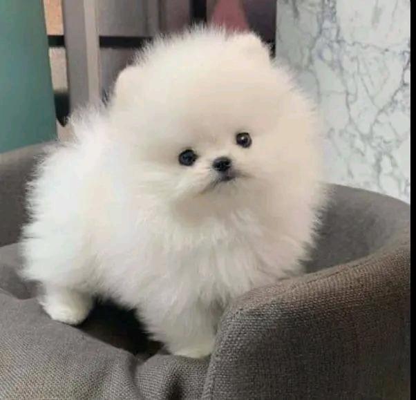Pomeranianin pentuja myytävänä