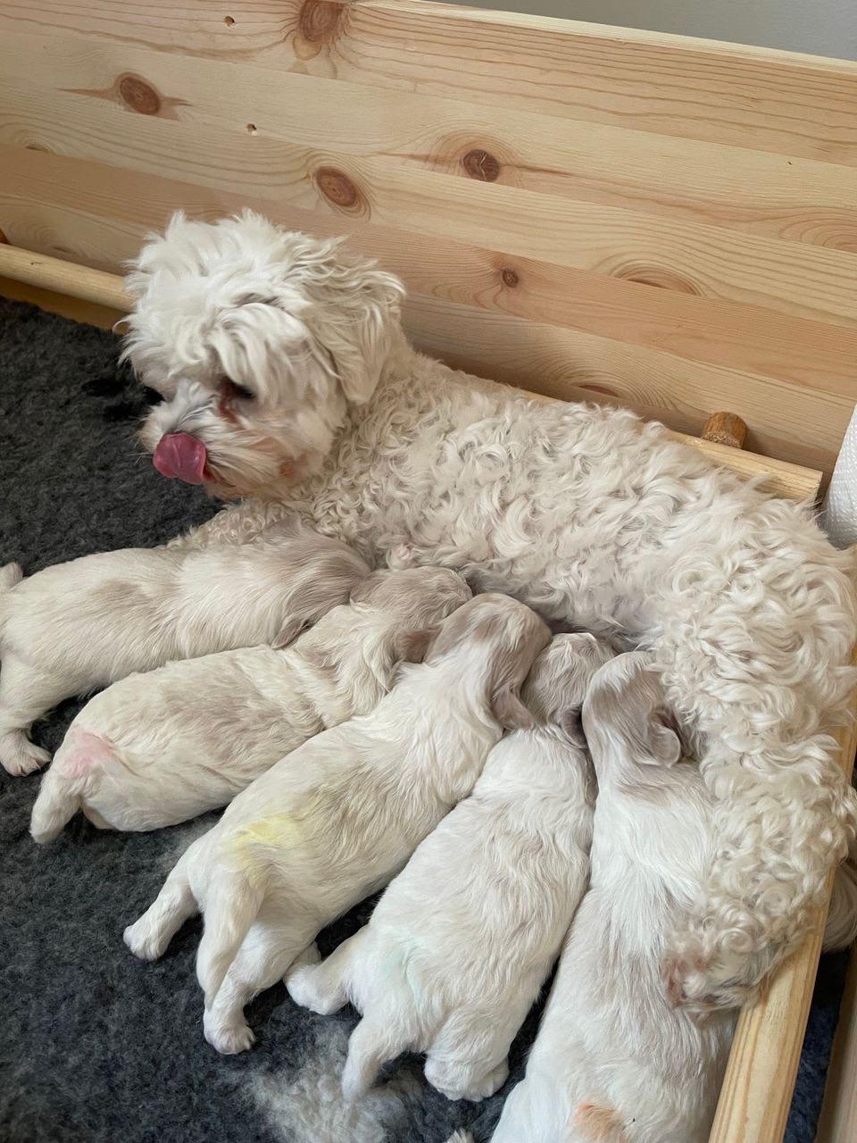 Maltipoo