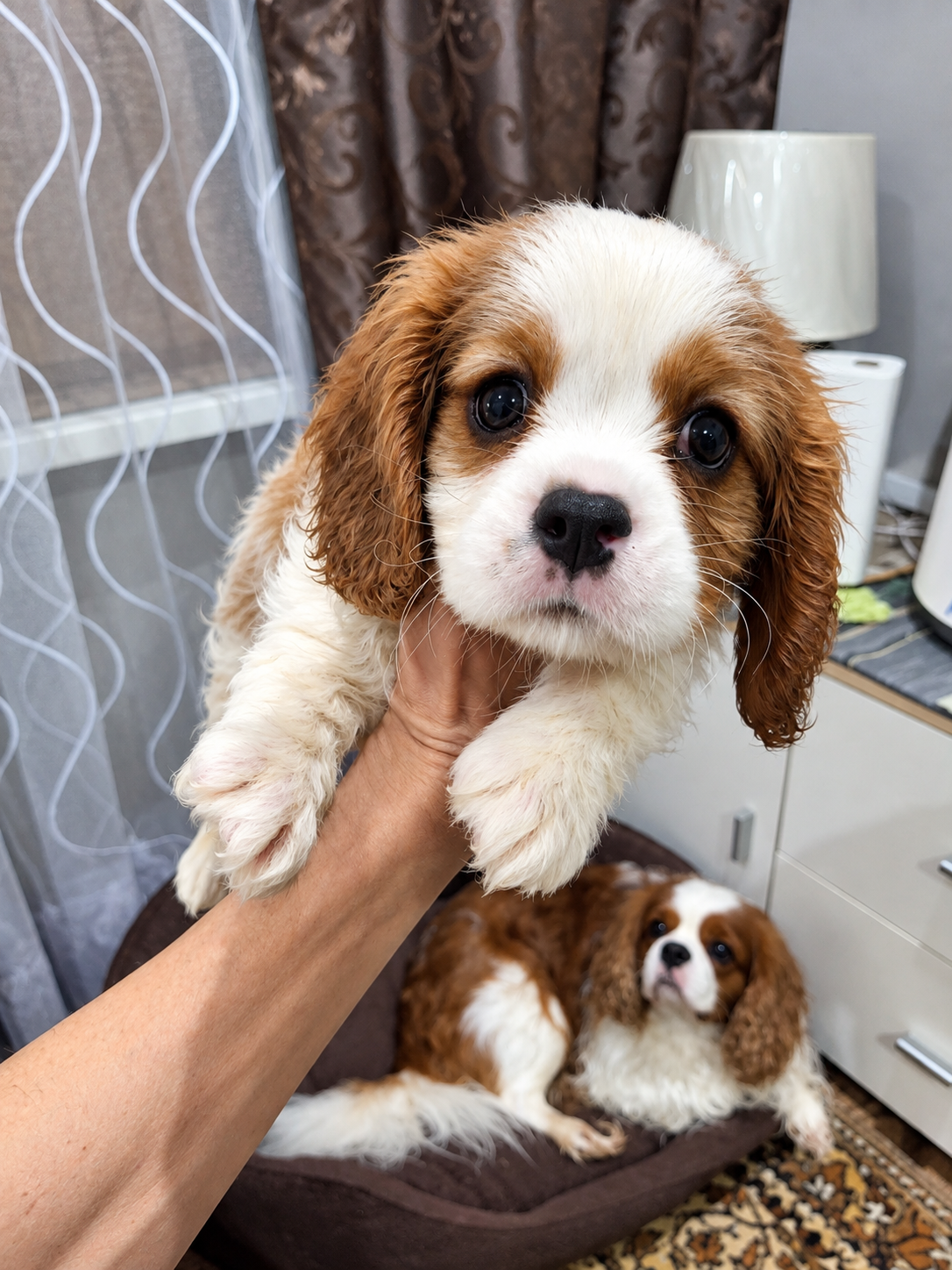 Cavalier King Charles -spanielin pentuja.