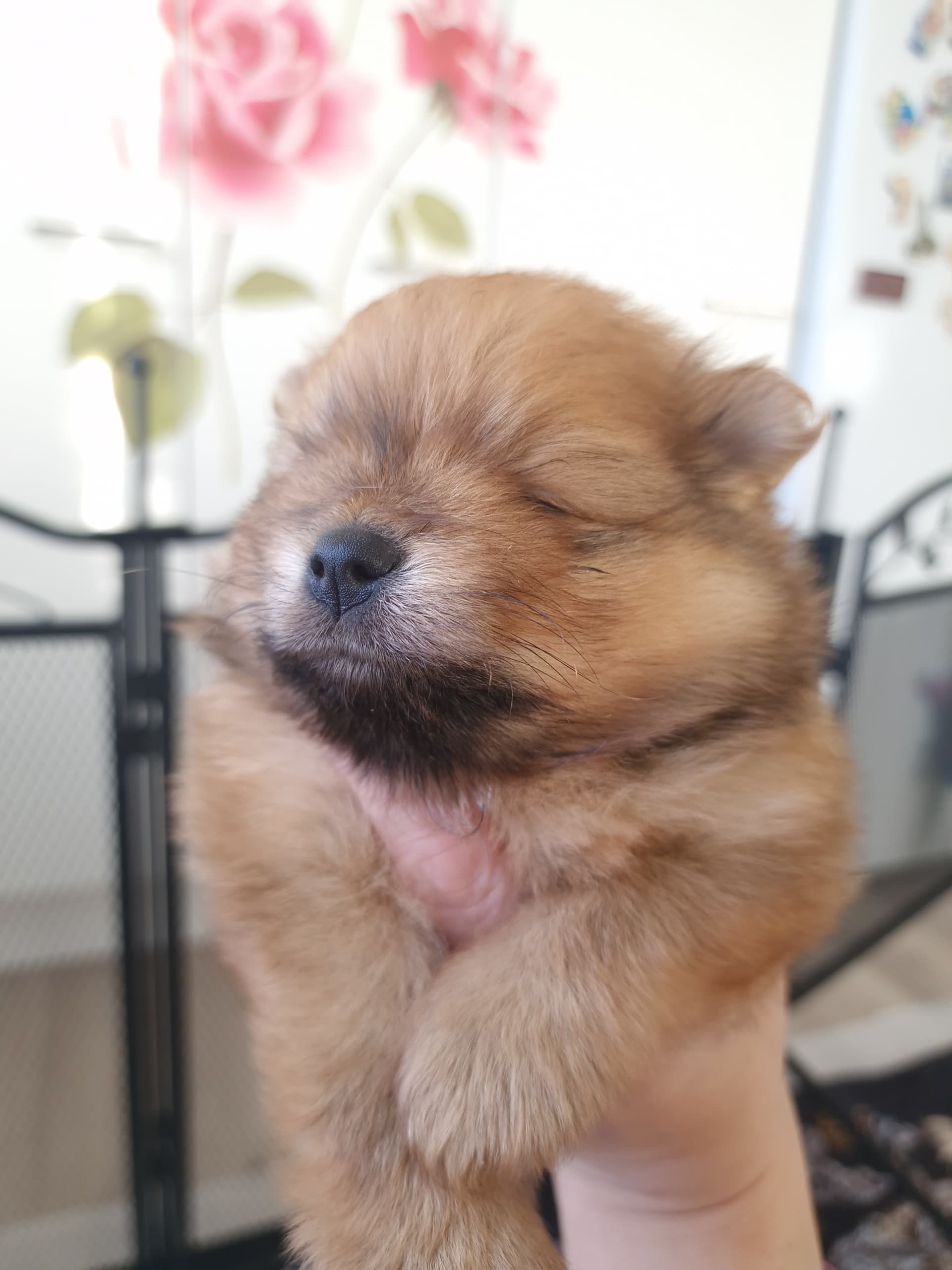 Pomeranian pennut - Kuva 1
