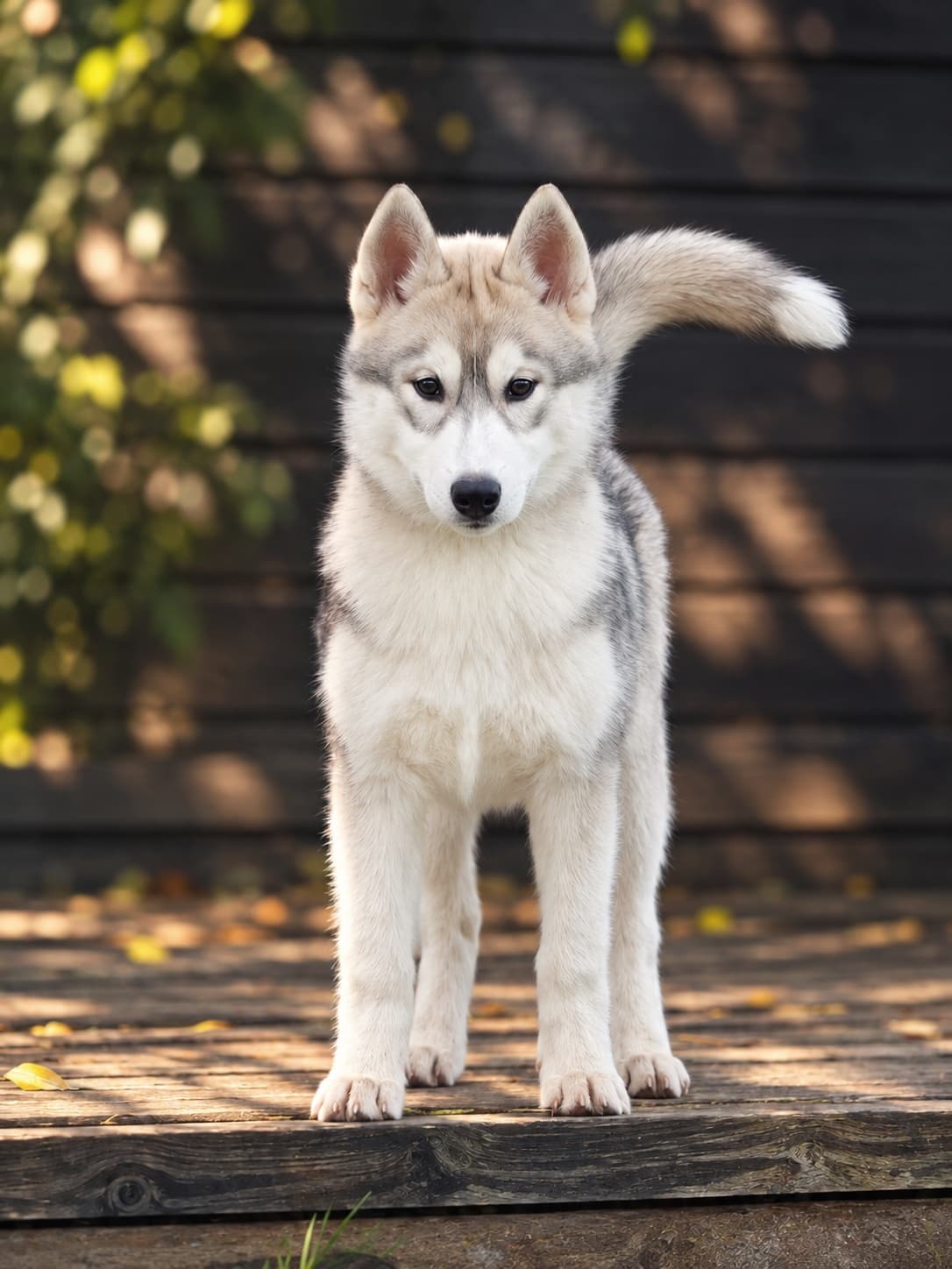 Siperianhusky narttupentu FCI - Kuva 1