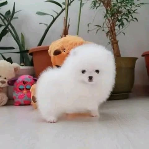 Myytävänä pomeranian-pentuja - Kuva 1