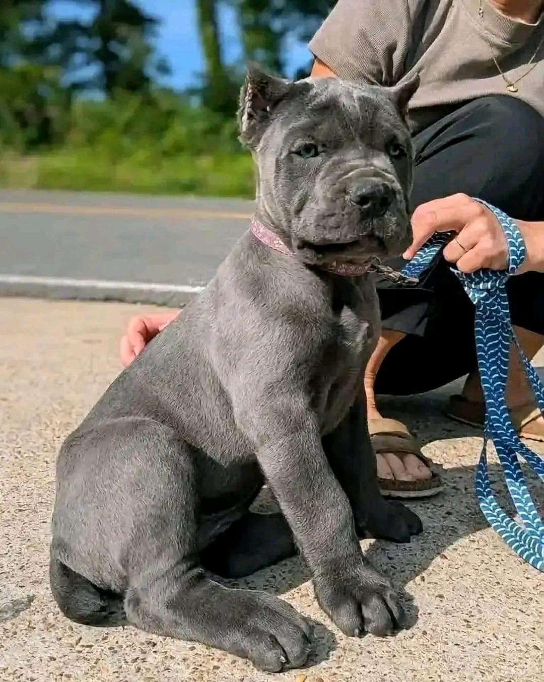 Cane corso -pentuja myytävänä - Kuva 1