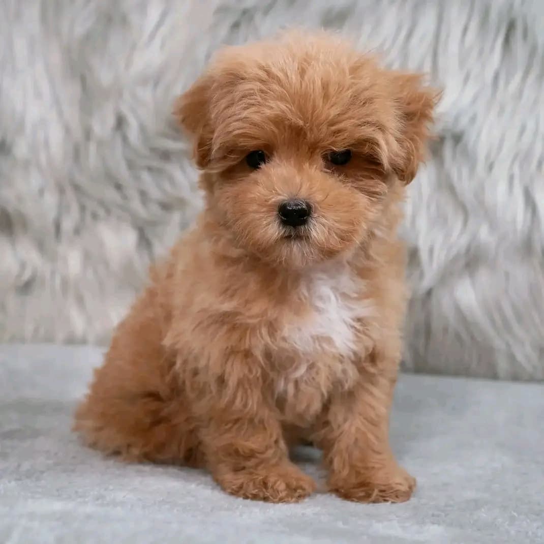 Maltipoo-pentuja myytävänä - Kuva 1