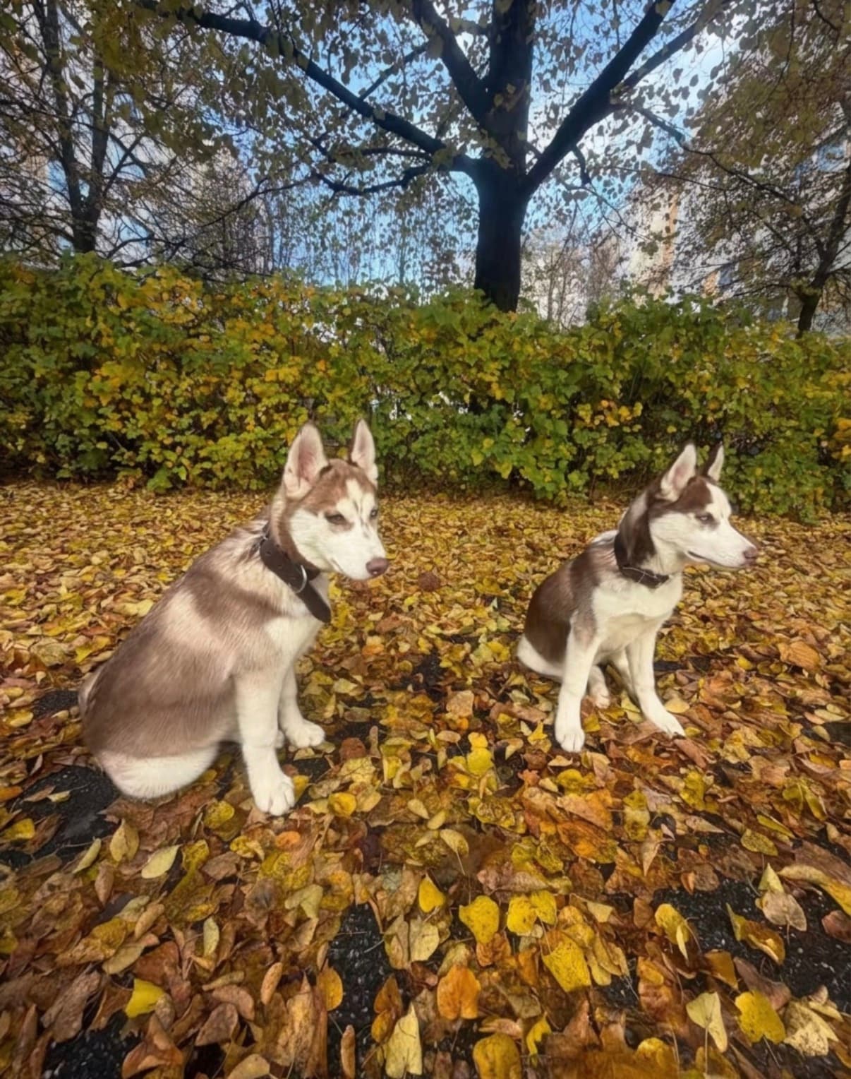 Siperianhuskyt - Kuva 1