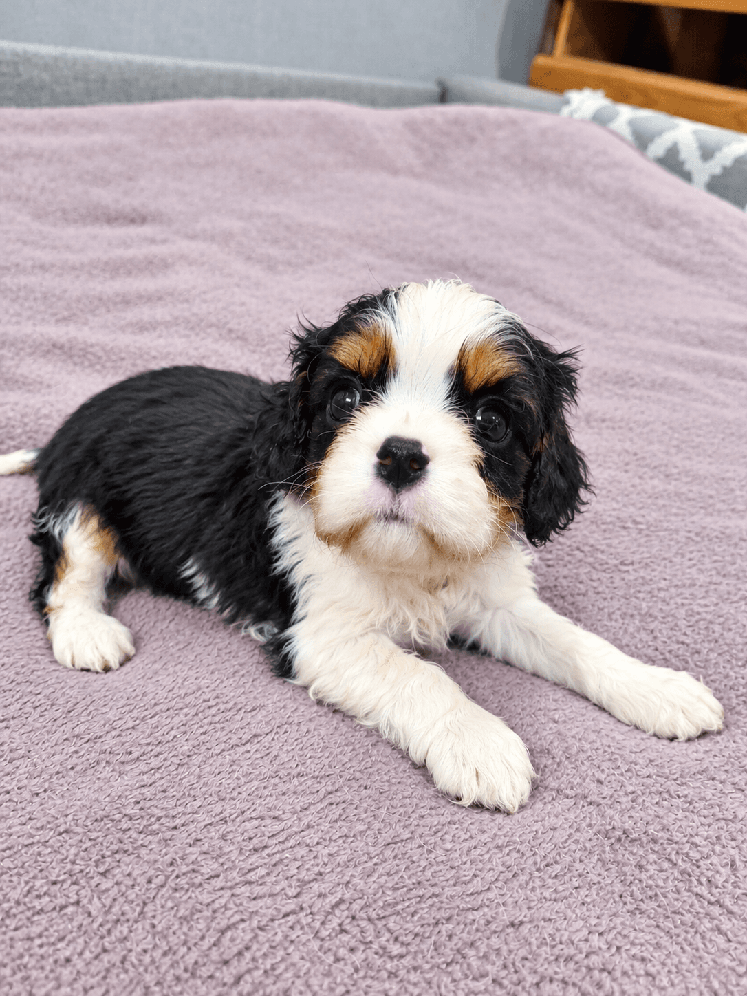 Cavalier King Charles -spanielin - Kuva 1
