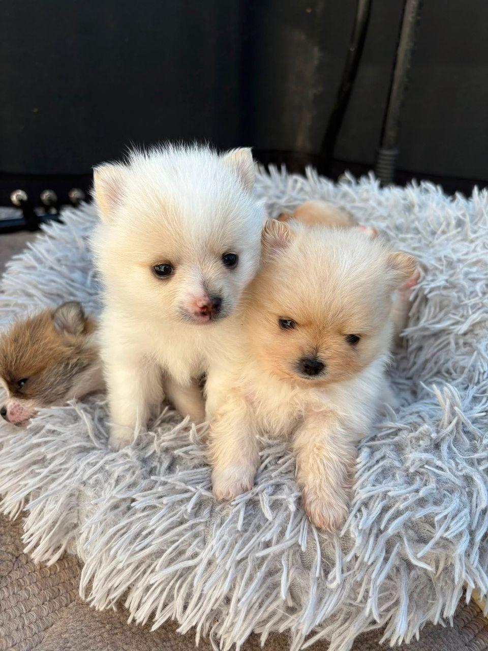 Pomchi