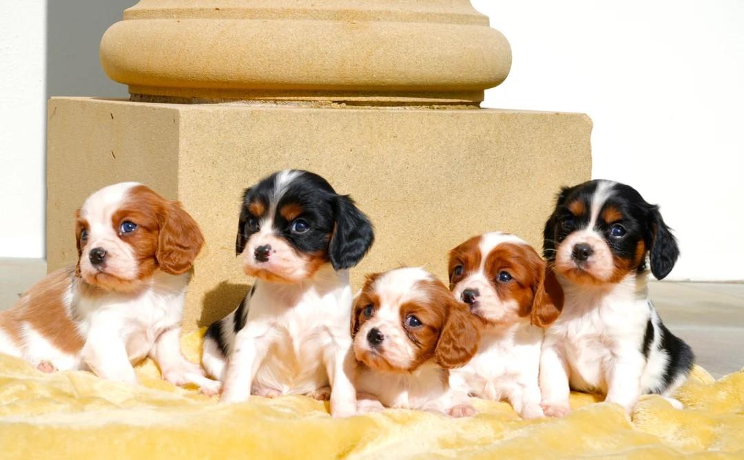 CAVALIER KING CHARLES SPANIAL