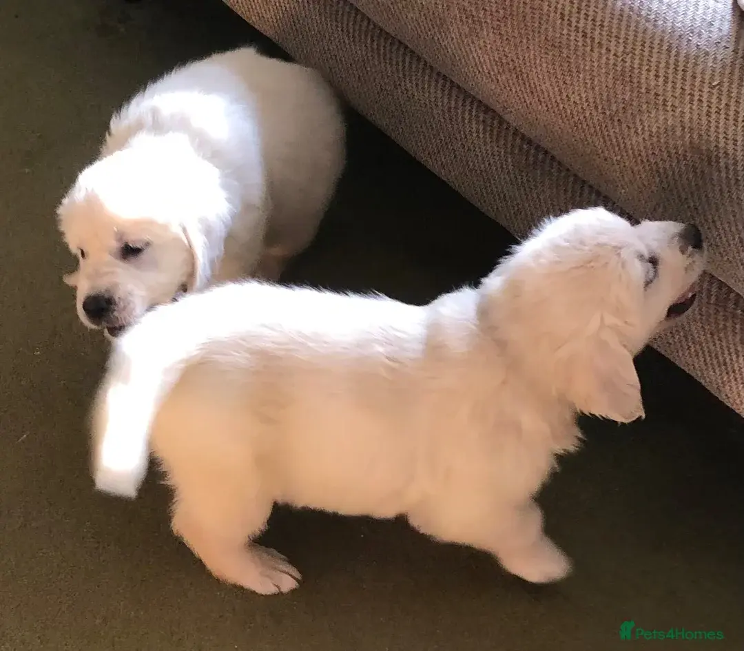 Golden Retriever puppies