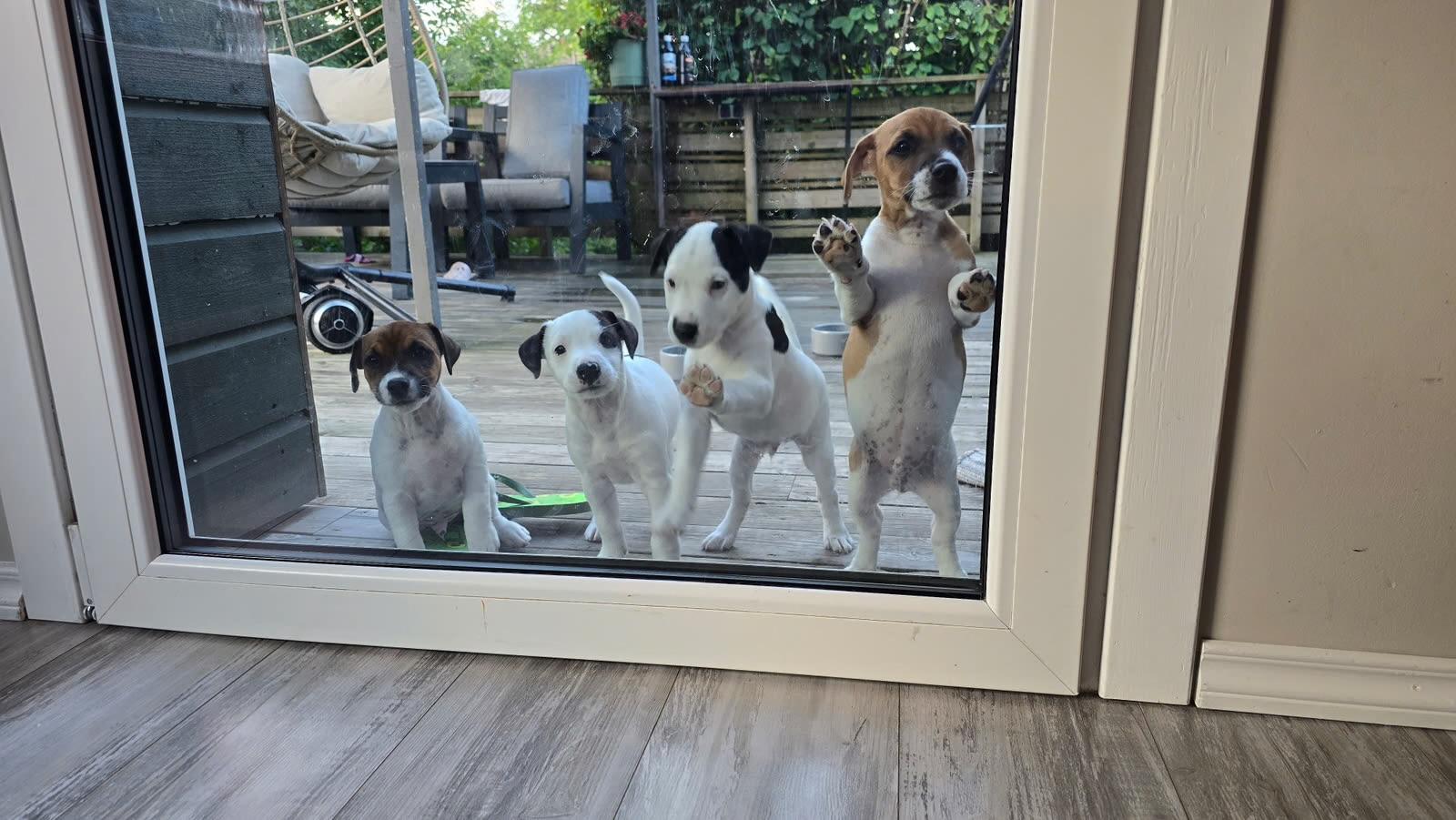 Jack Russell