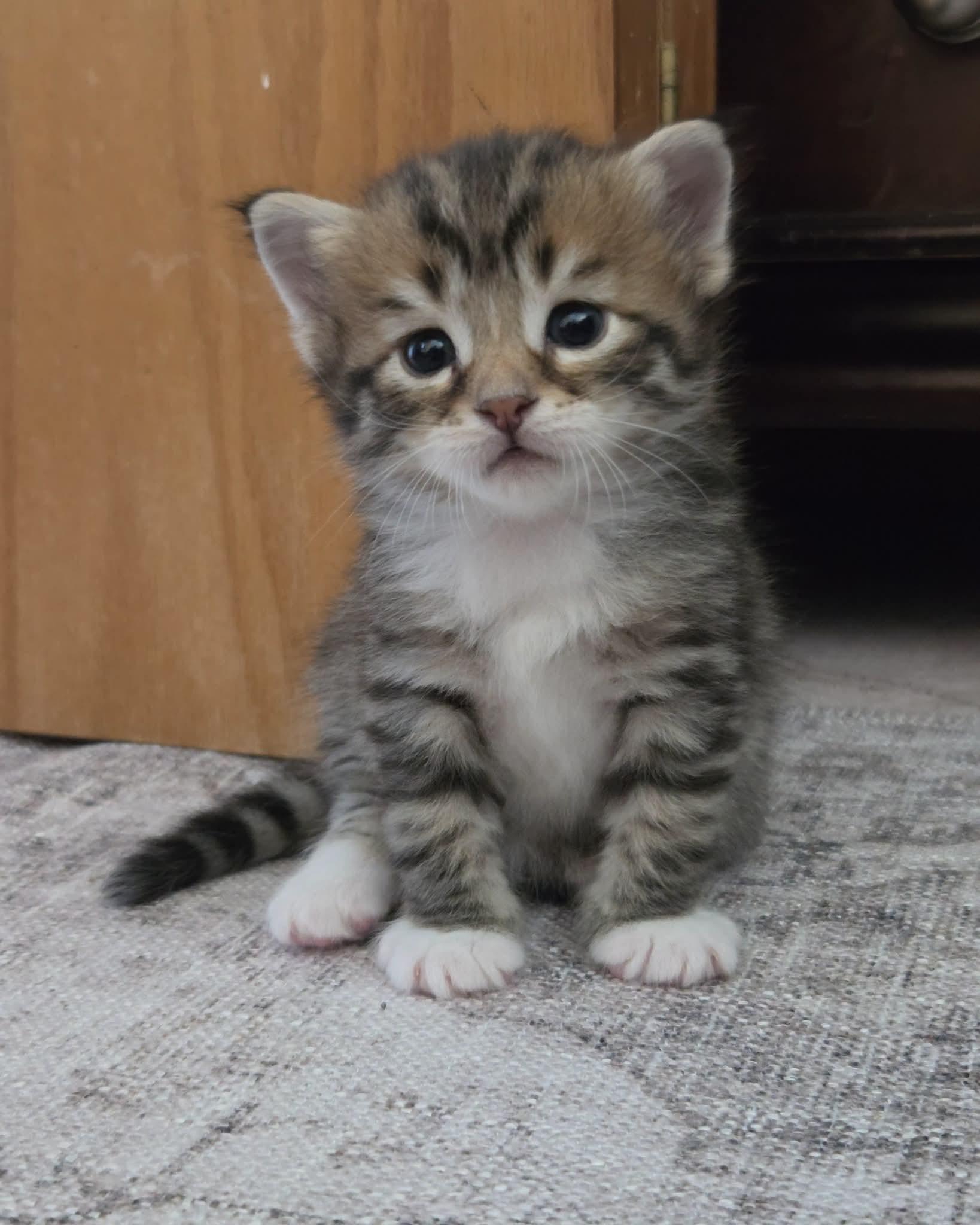 Maincoon