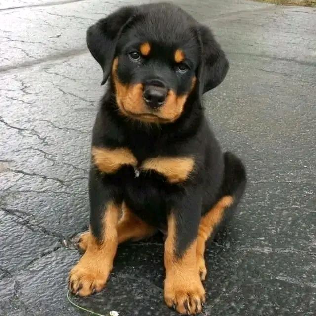 Rottweilerin pentuja myytävänä
