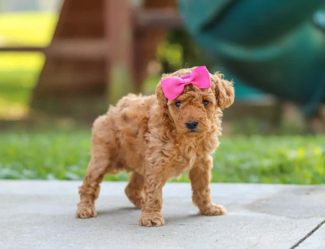 Villakoiranpentuja myytävänä