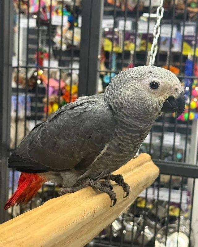 African grey parrots available