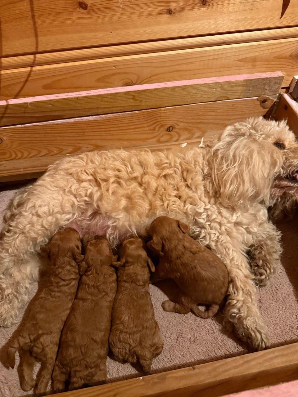 Cockapoo